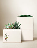 Succulents in gift box. - Image 