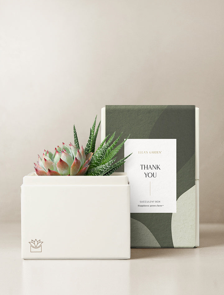 succulent thank you gift Unique Thank You Gift Ideas | Best Thank You Gifts