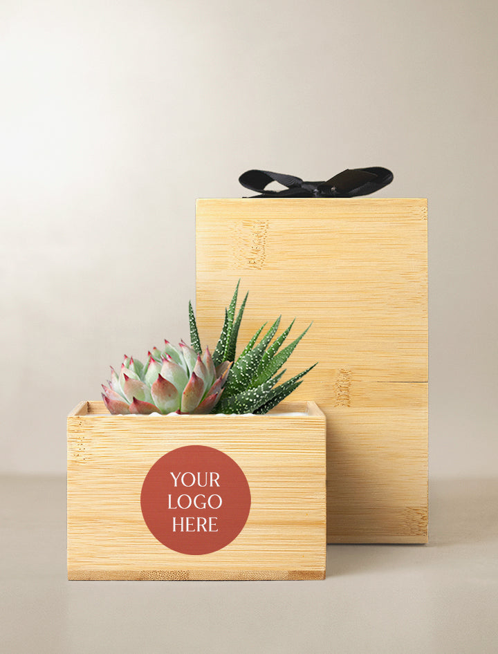 lulus garden succulent box Succulent Gift