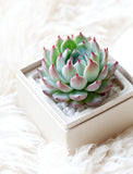 Holiday Bliss Garden - Image 