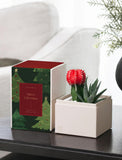 A boxed holiday gift set on a dark table, featuring a green Christmas tree patterned box with a red front label that reads 'Merry Christmas' and a small potted red cactus in a cream-colored square planter. - Image 