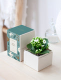 Holiday White Kalanchoe Garden - Image 