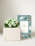 Holiday White Kalanchoe Garden - Image 