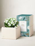 Holiday White Kalanchoe Garden - Image 