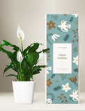 Holiday Peace Lily Plant - Image 