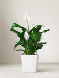 Holiday Peace Lily Plant - Image 