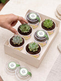 Lula's Favors 6-Pack Succulents - Happy Birthday - Image 