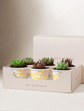 Lula's Favors 6-Pack Succulents - Happy Birthday - Image 