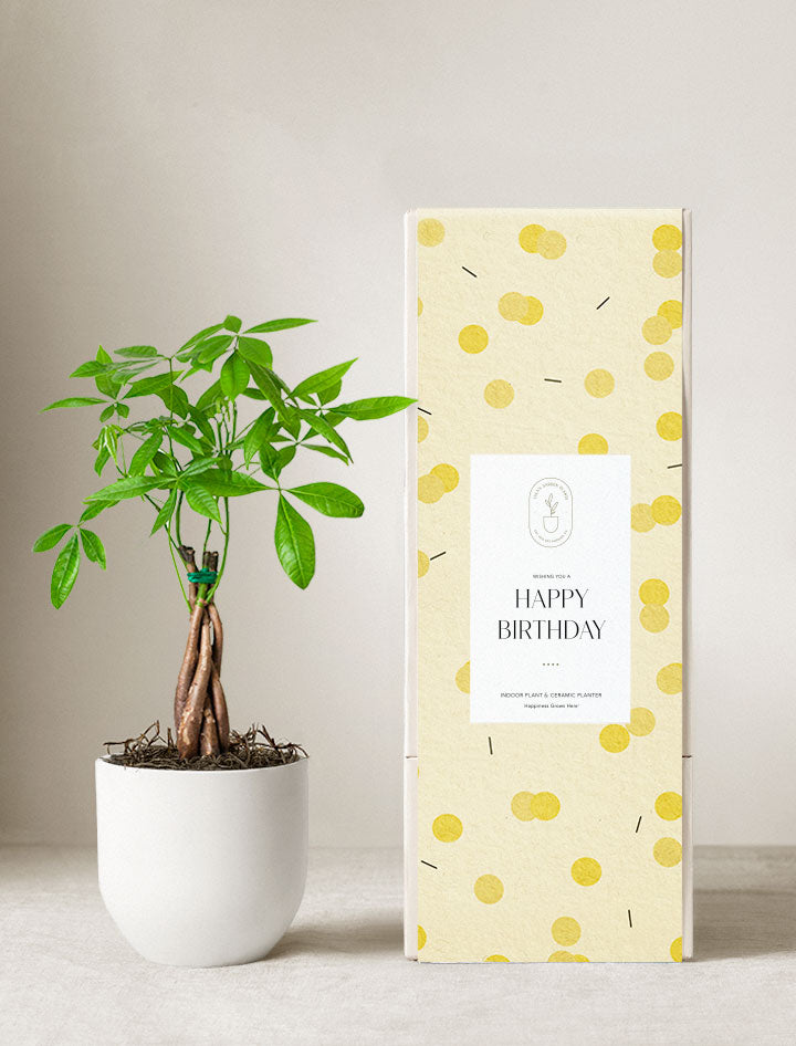 Money Tree Plant