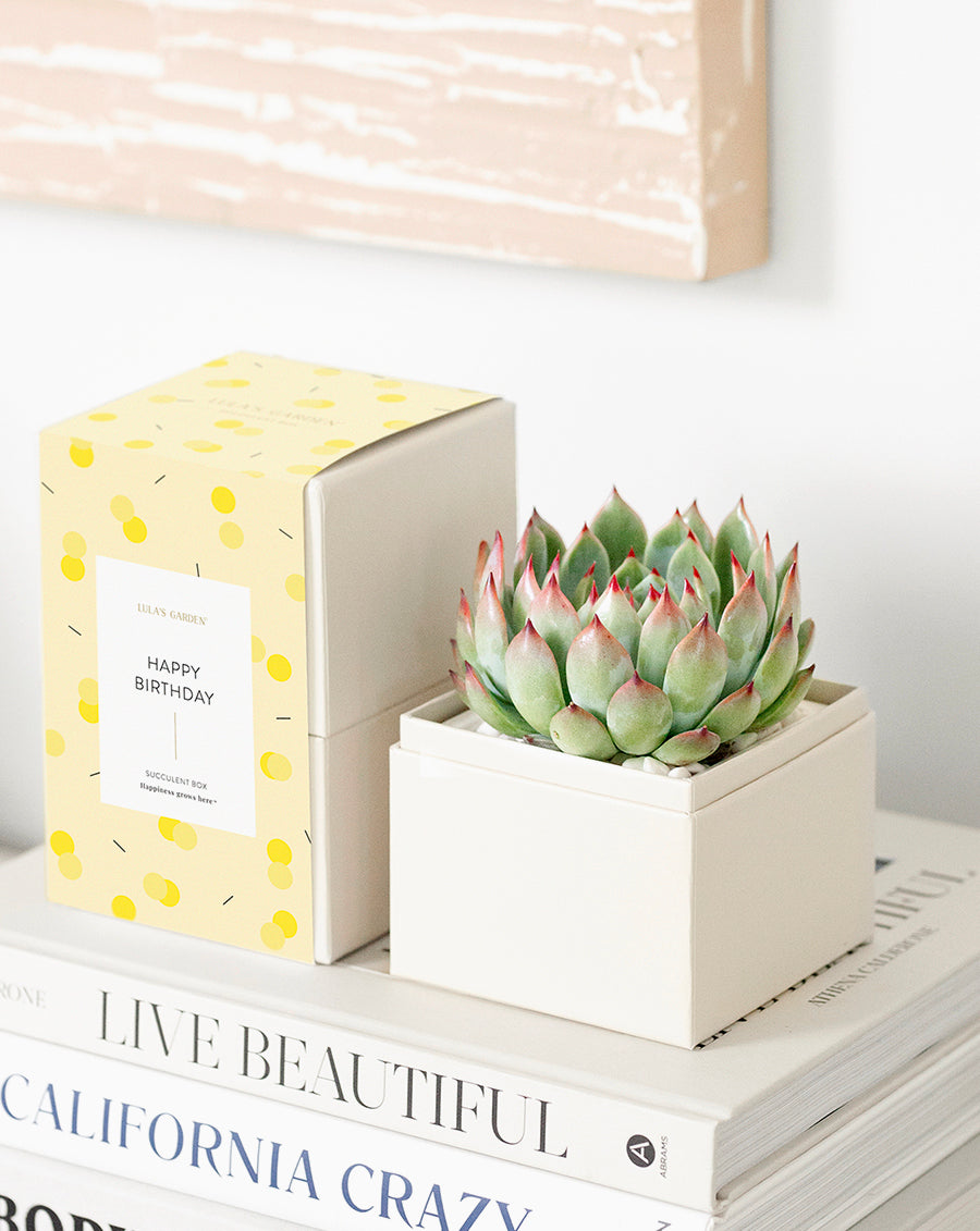 Happy birthday Bliss succulent garden gift 