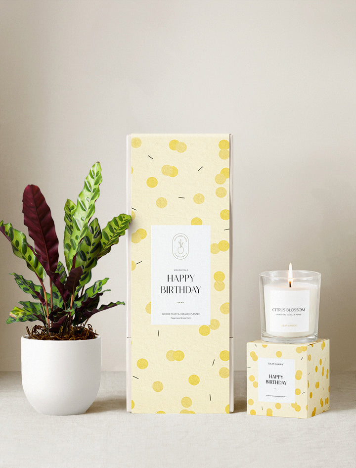 Happy Birthday Plant Gift Set