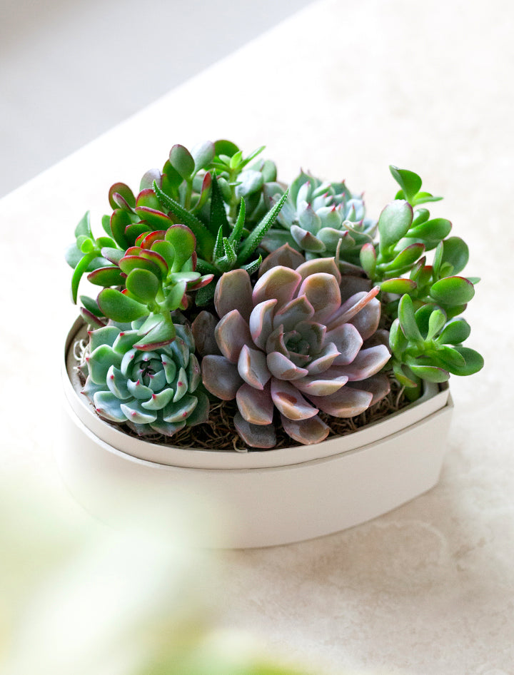 succulent arrangements indoor Succulent Heart Gifts | Succulent Gardens | Lula's Garden