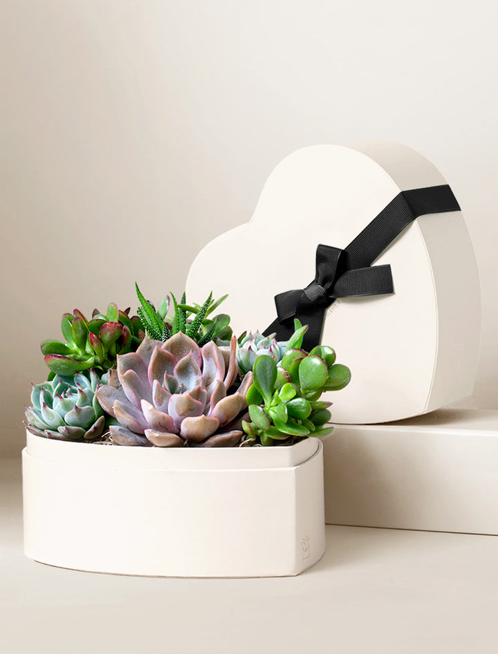 succulent planter gift Succulent Heart Gifts | Succulent Gardens | Lula's Garden