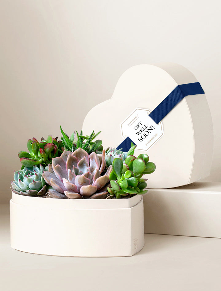 heart shaped planter for succulents Succulent Heart Gifts | Succulent Gardens | Lula's Garden