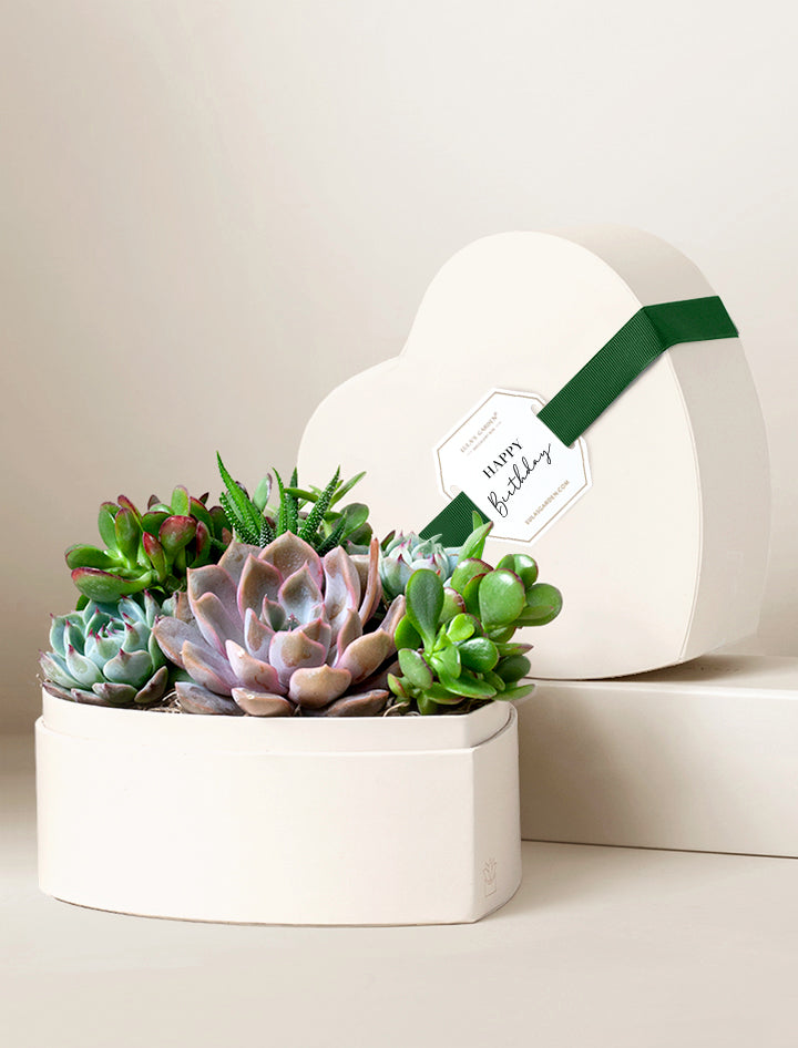 succulents to send for birthday Succulent Heart Gifts | Succulent Gardens | Lula's Garden