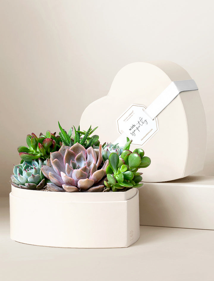 holt succulents Succulent Heart Gifts | Succulent Gardens | Lula's Garden