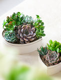 Succulents in gift box. - Image 