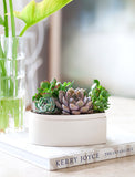 Succulents in gift box. - Image 