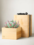 A potted succulent plant in a light natural bamboo planter box, shown next to a matching bamboo gift box with a black ribbon, on a neutral light gray background. - Image 