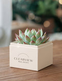 A small succulent plant in a square cream-colored planter box printed with the brand name 'CLEARVIEW REAL ESTATE', placed on a wooden surface with a softly blurred indoor background. - Image 