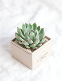 A small green succulent plant with pink-tipped leaves, potted in a square beige box with the brand name 'CLEARVIEW DESIGNS' printed on the front, set against a soft white fabric background. - Image 