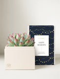 A succulent plant in a cream-colored square planter box, positioned next to its navy blue and gold holiday-themed packaging box with a white 'Happy Holidays' label. The background is a clean, neutral studio setting. - Image 