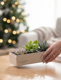 A hand holds a rectangular beige planter box containing three small succulent plants on a wooden table, with a blurred Christmas tree and sofa in the background. - Image 