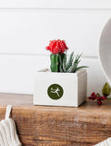 A small potted cactus and succulent in a square white planter box with a green circular logo, displayed on a rustic wooden surface against a white paneled wall. - Image 