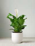 Holiday Peace Lily Plant