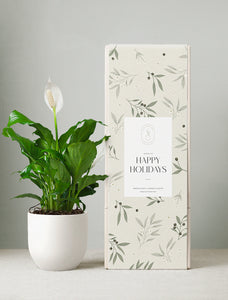 Holiday Peace Lily Plant