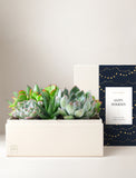 A gift box planter holding a cluster of green succulents, with the cream-colored box lid leaning behind it. The lid features a navy blue panel decorated with gold dots and a white label that reads 'JULIA HARPER' and 'HAPPY HOLIDAYS'. - Image 