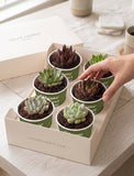 Lula's Favors 6-Pack Succulents - Welcome Home - Image 