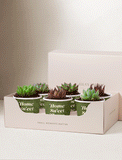 Lula's Favors 6-Pack Succulents - Welcome Home - Image 