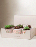 Lula's Favors 6-Pack Succulents - It's a Girl - Image 