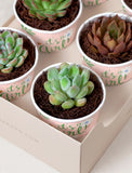 Lula's Favors 6-Pack Succulents - It's a Girl - Image 
