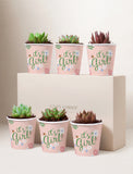 Lula's Favors 6-Pack Succulents - It's a Girl - Image 