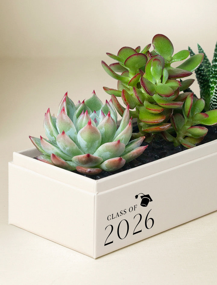 Graduation Gift | Congratulations Gift Delivery | Succulent Plant