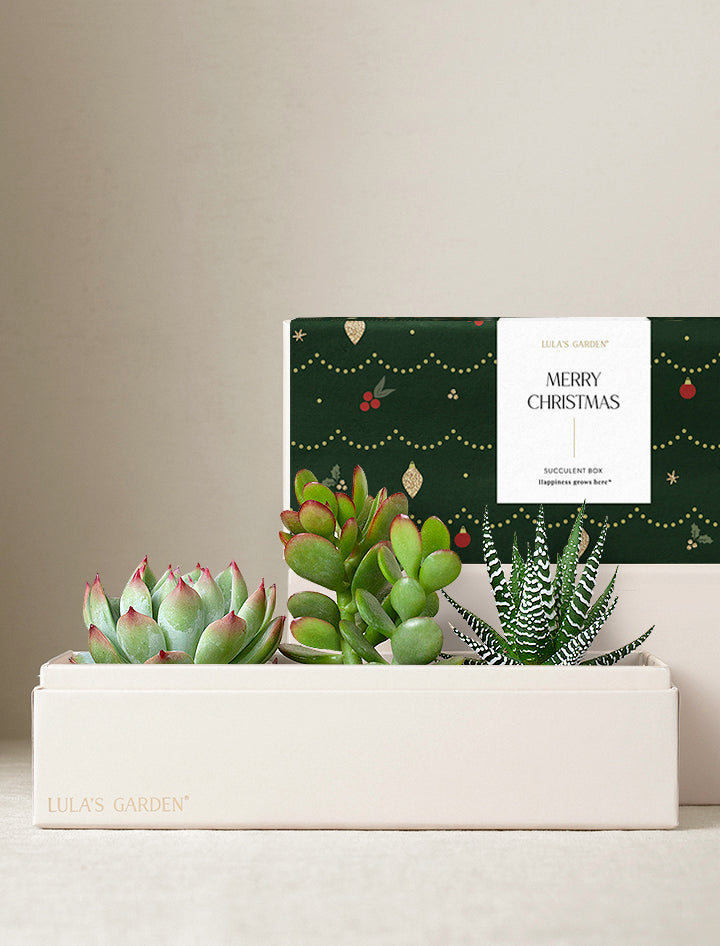 Christmas Jewel Garden