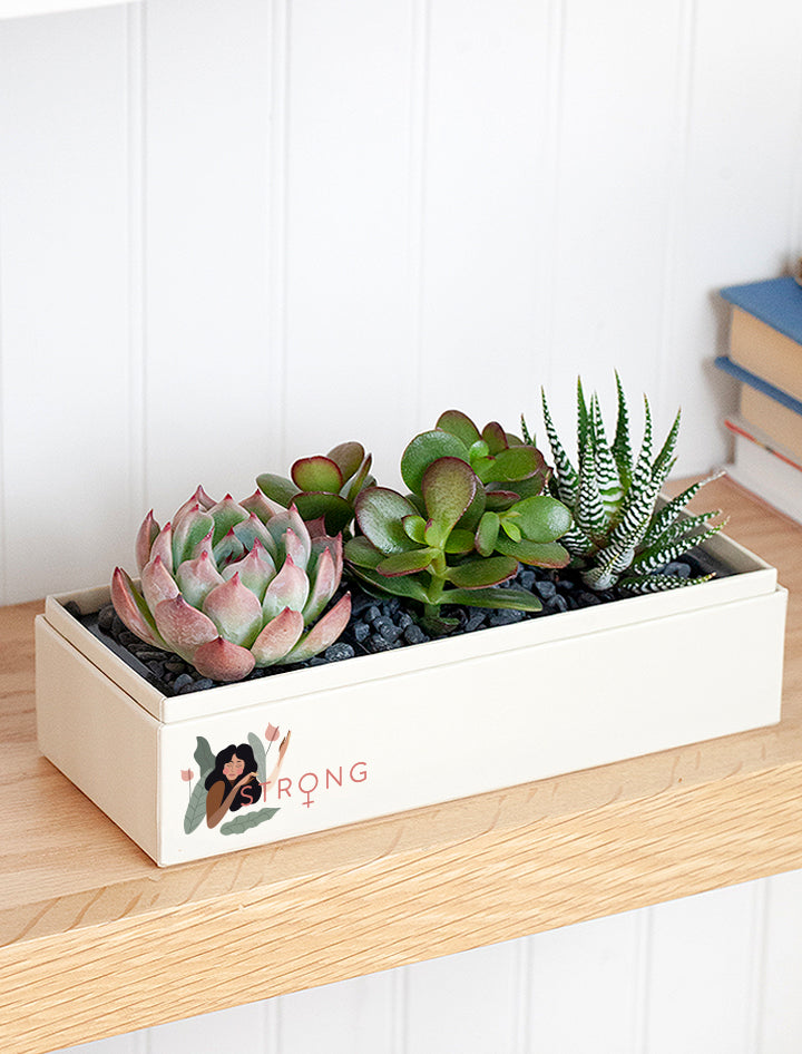 jewel succulents Women's History Month Gifts | Jewel Garden | Succulent Plant Delivery