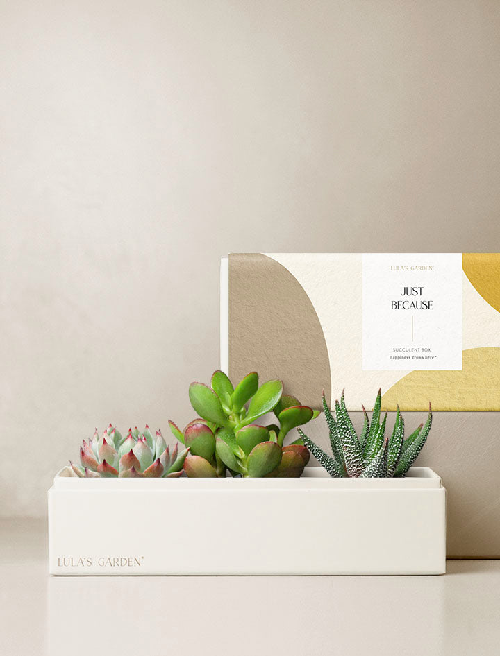 can succulents be shipped Just Because Jewel Garden