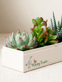 Succulents in gift box.