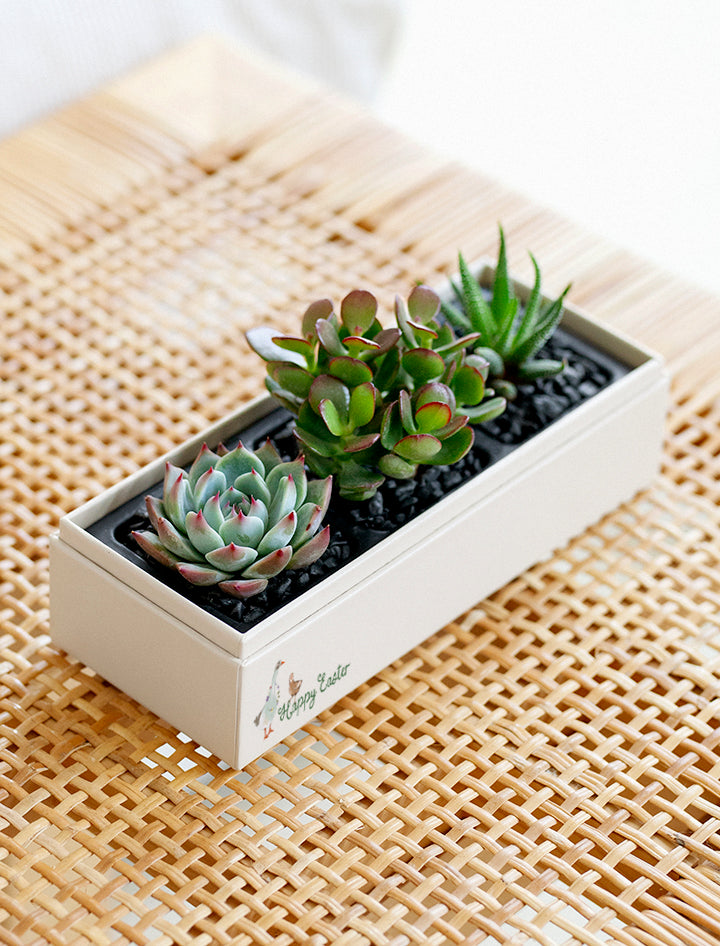 small square succulent pots Easter Gift | Succulent Gift