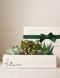 Succulents in gift box.
