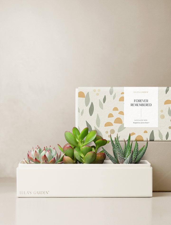 Succulent Gift Plant Delivery | Forever Remembered Jewel Garden by