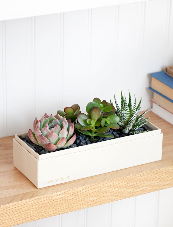 Succulent Gift
