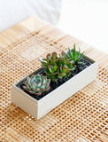 Holiday Jewel Garden - Image 