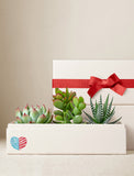 Fourth of July Jewel Garden - Image 
