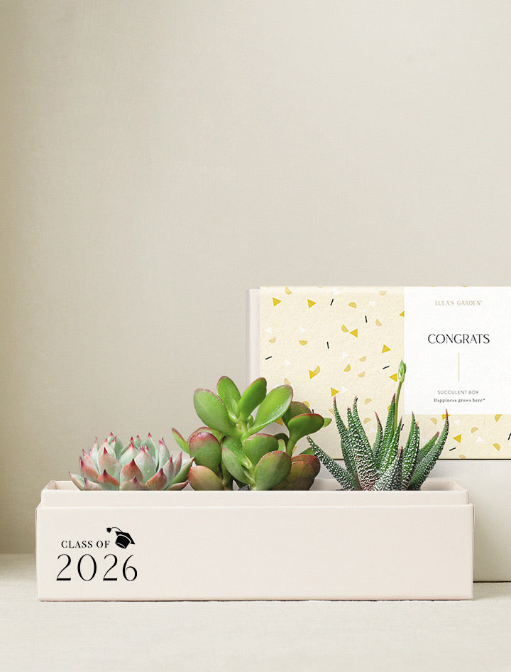 pot planter achievement Graduation Gift | Congratulations Gift Delivery | Succulent Plant Gift Delivery