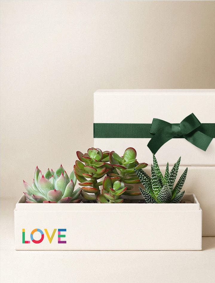 succulents represent Pride Gift | Jewel Garden