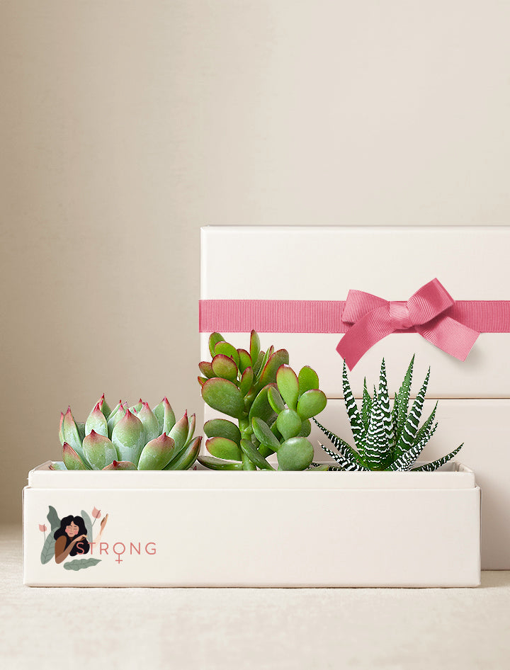 Women's History Month Gifts | Jewel Garden | Succulent Plant Delivery